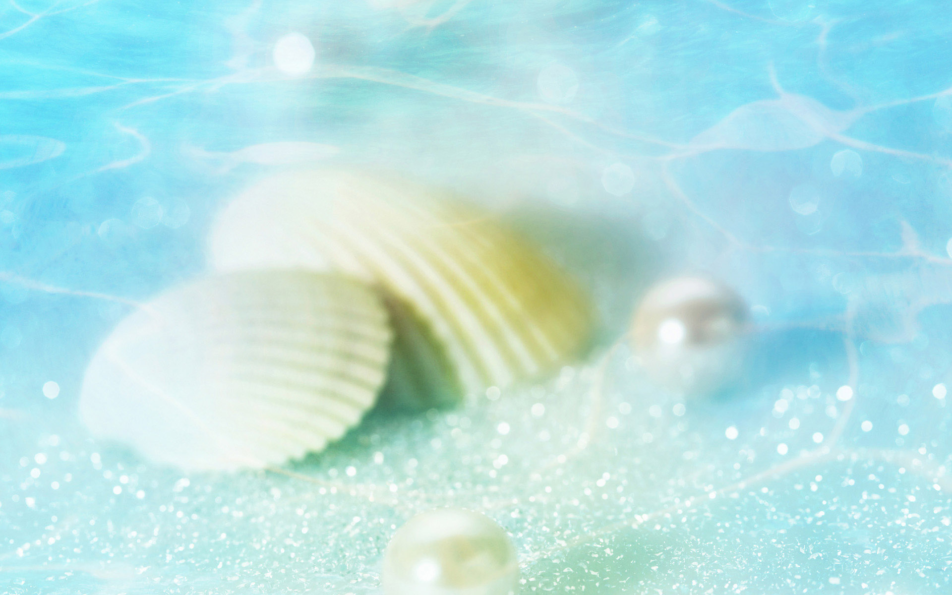 Related Searches For Sea Shell Wallpaper