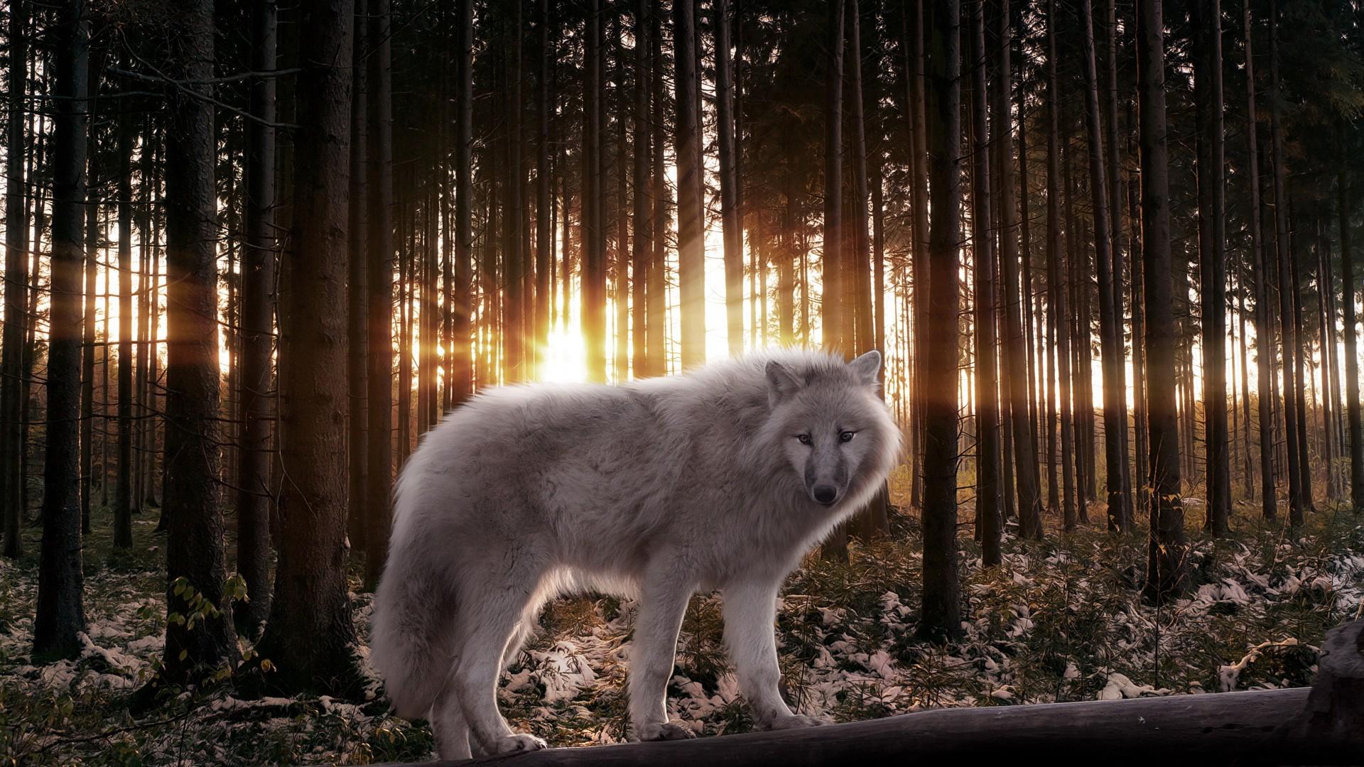 White Wolf HD Wallpaper Full Pictures