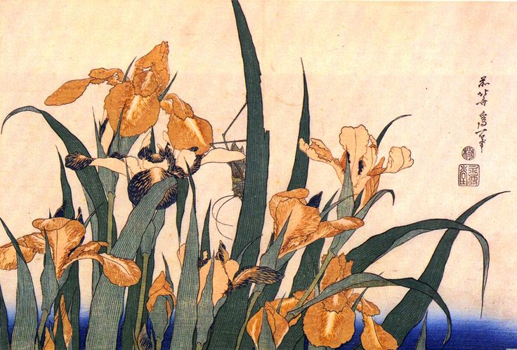 Bearded Iris Wallpaper Irises