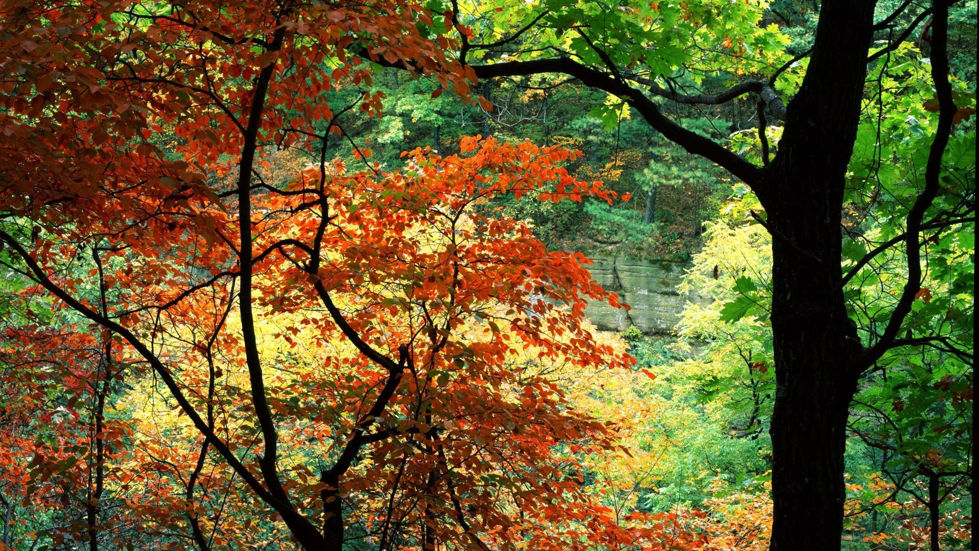 Beautiful Nature HD Wallpaper Mac Background