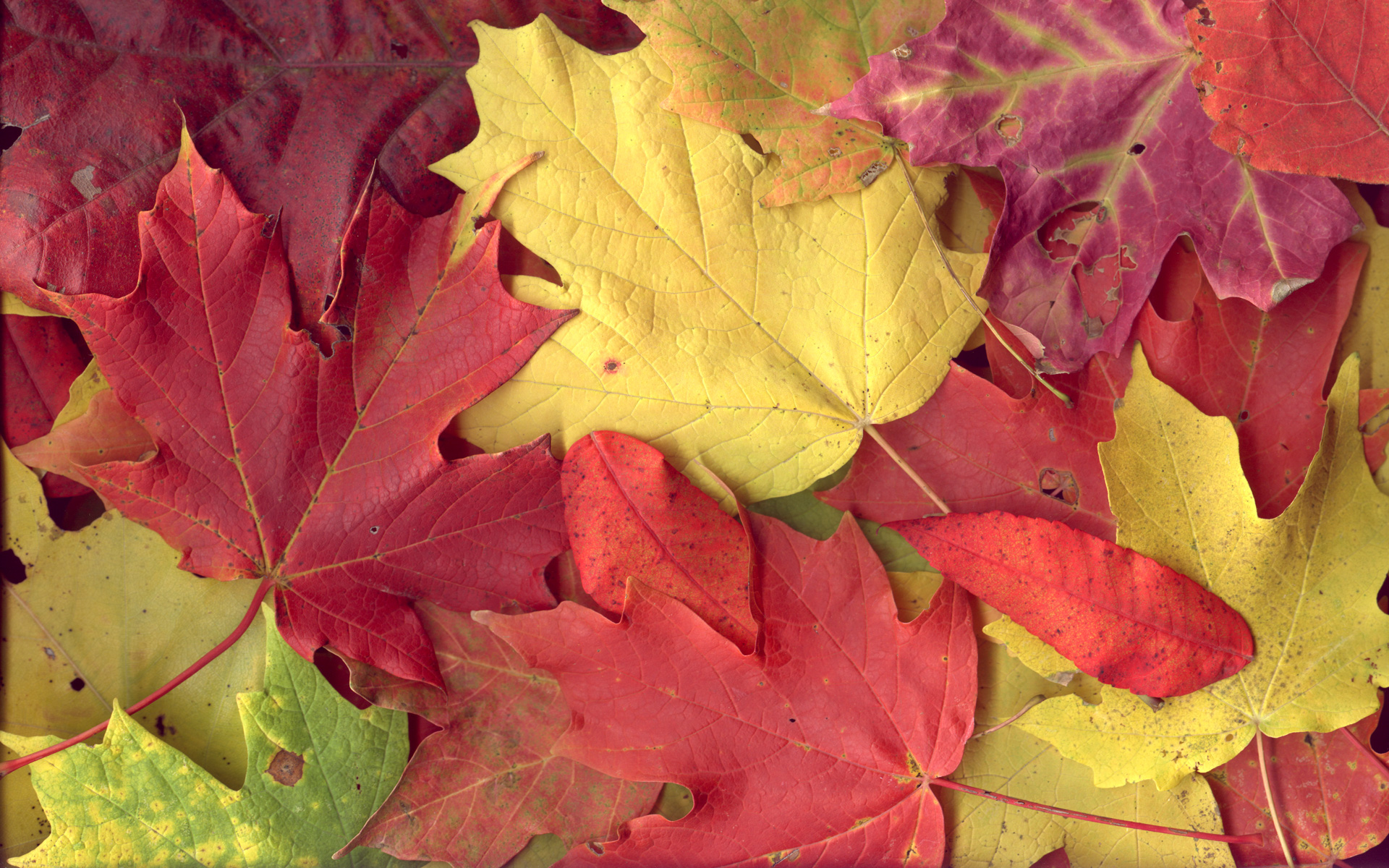 Autumn Colours 1920x1200