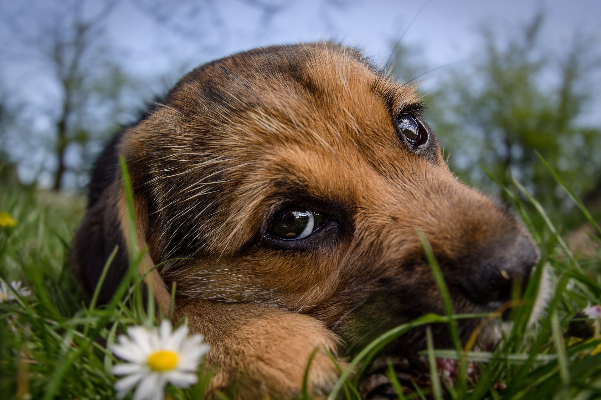 Close-up of a cute puppy lying in the grass with daisies