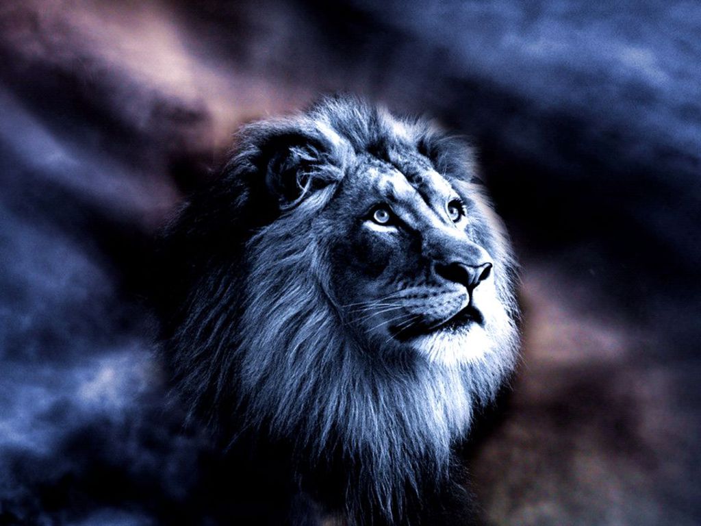 Majestic lion wallpaper