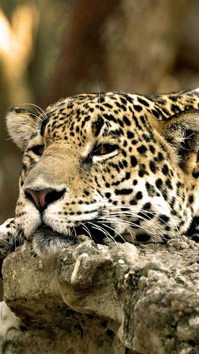 Related Pictures leopard endangered animal pictures 640x1136