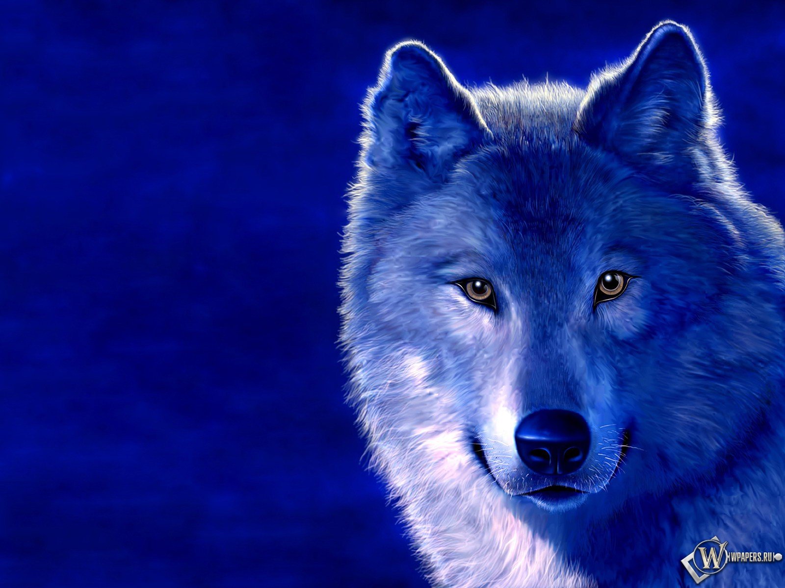 Wolf Wallpaper Background