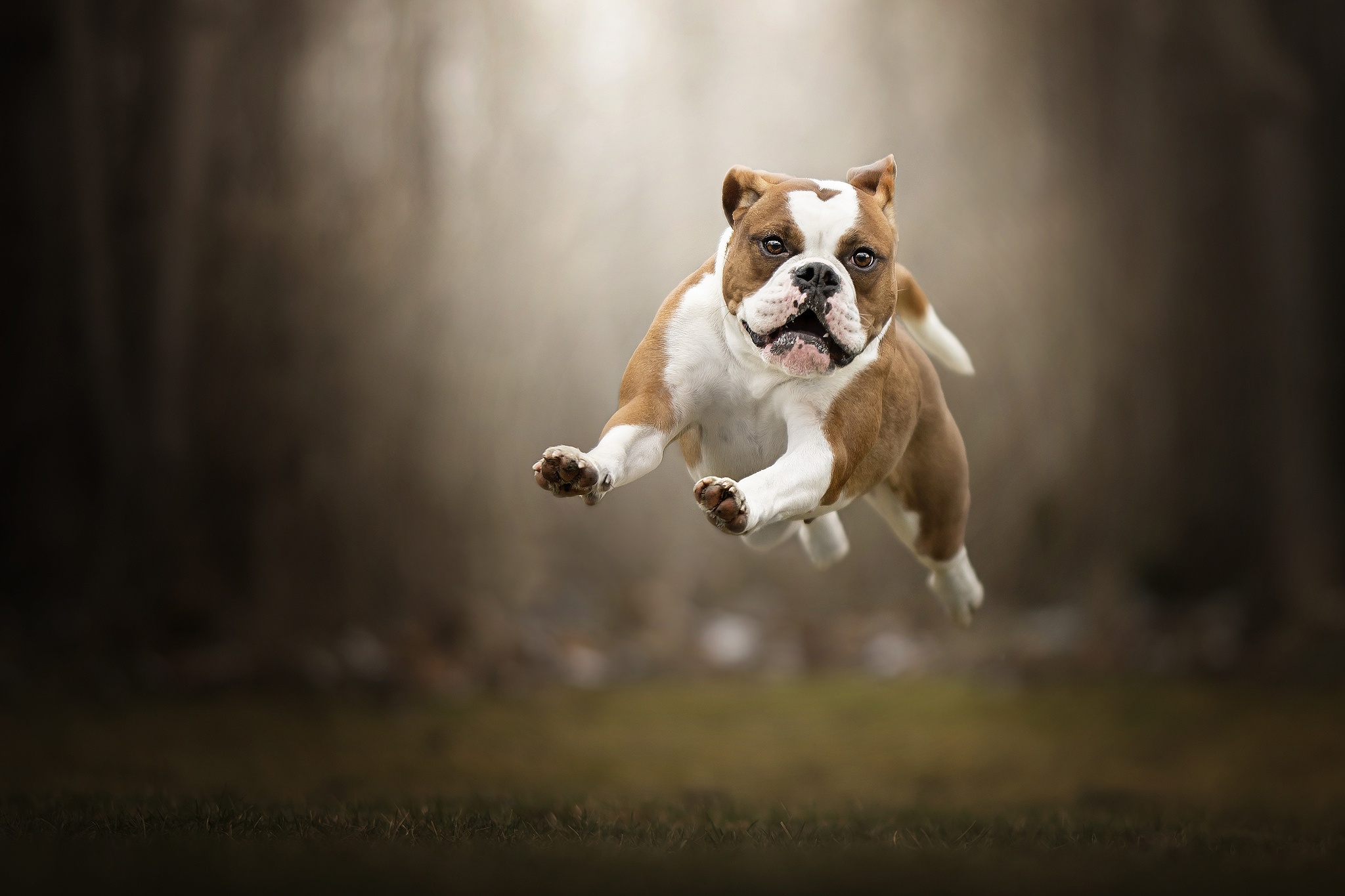 English Bulldog Desktop Wallpaper