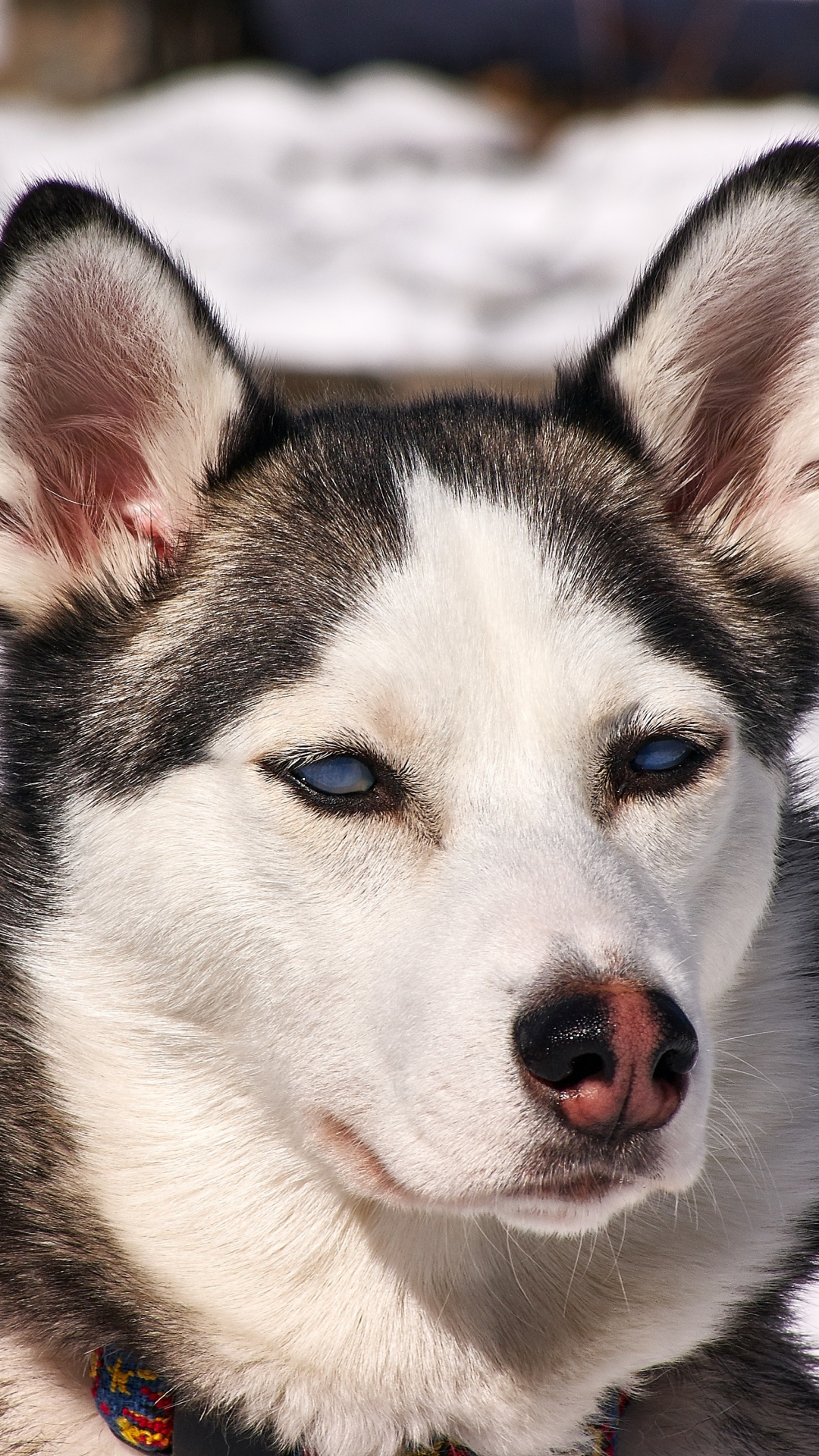 Free download Husky Dogs iPhone Wallpaper HD iPhone Wallpaper [1080x1920]  for your Desktop, Mobile & Tablet | Explore 71+ Husky Dog Wallpaper |  Siberian Husky Wallpaper, Husky Wallpaper, Husky Wallpaper Desktop