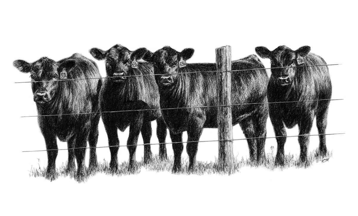 Registered Black Angus Of Lee County Clipart Cattle Cow