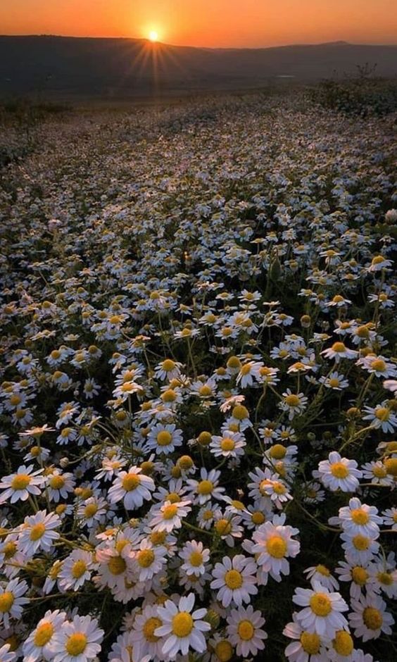 Best Aesthetic Daisy Wallpaper Options You Need To Now