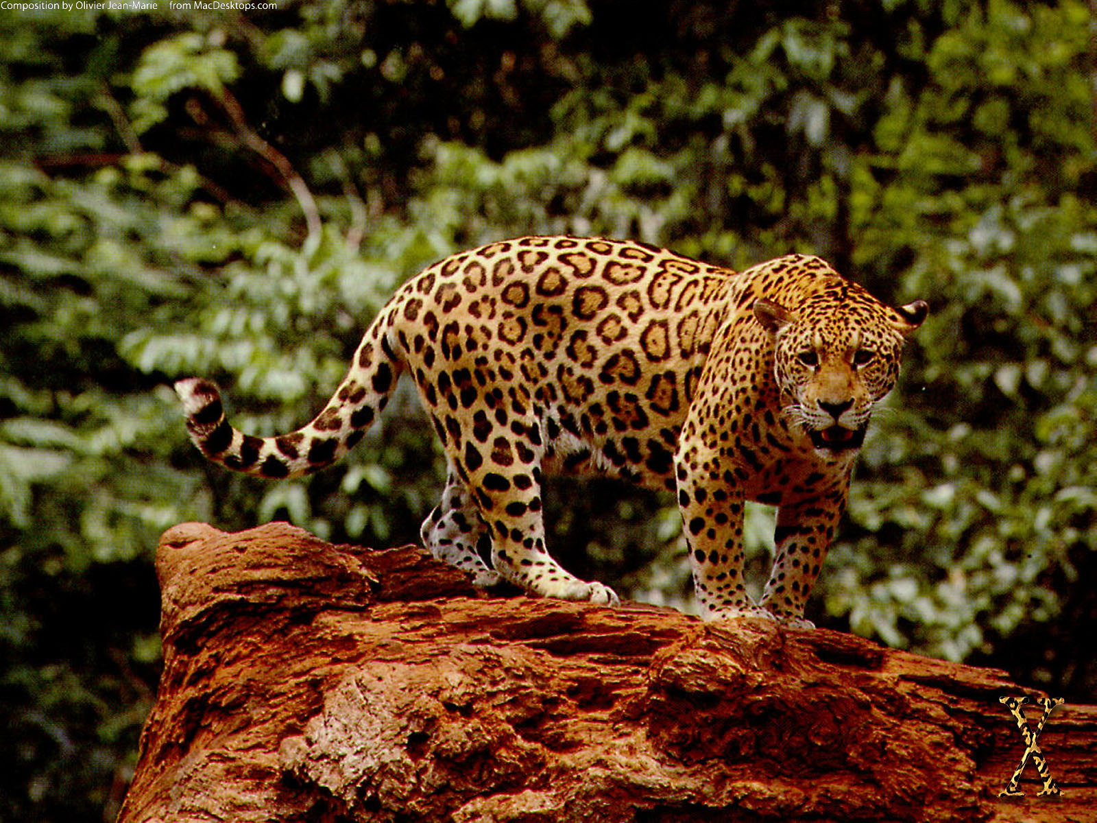 Great Jaguar Wallpaper HD