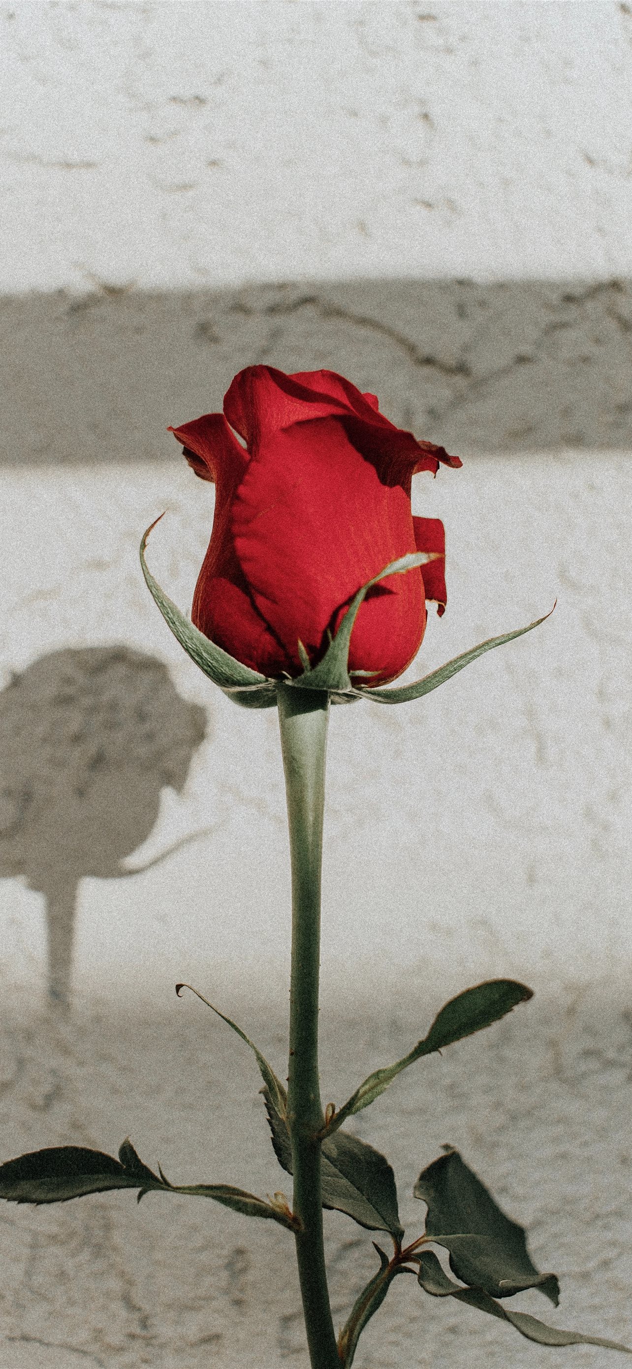 Shallow Focus Photography Of Red Rose iPhone Wallpaper