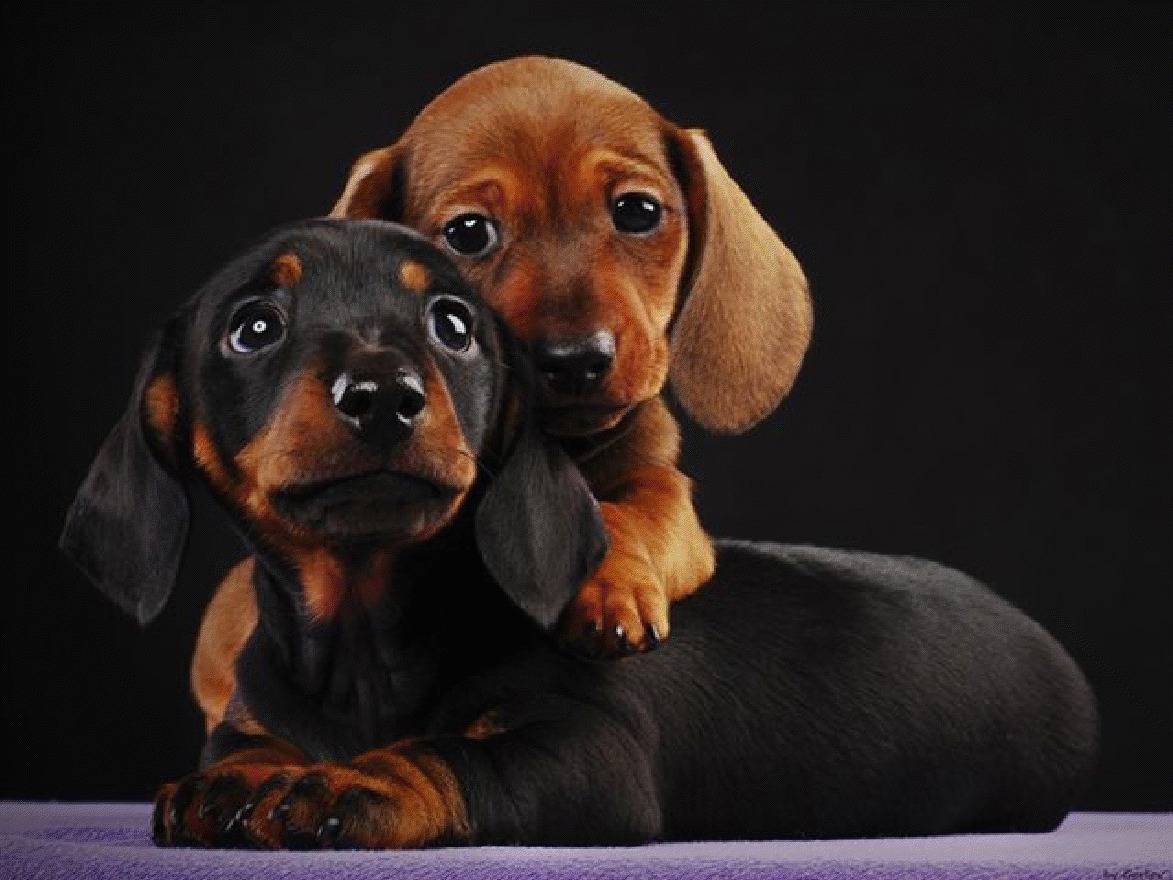 Adorable Dachshund Puppys Two Little Puppies A Red