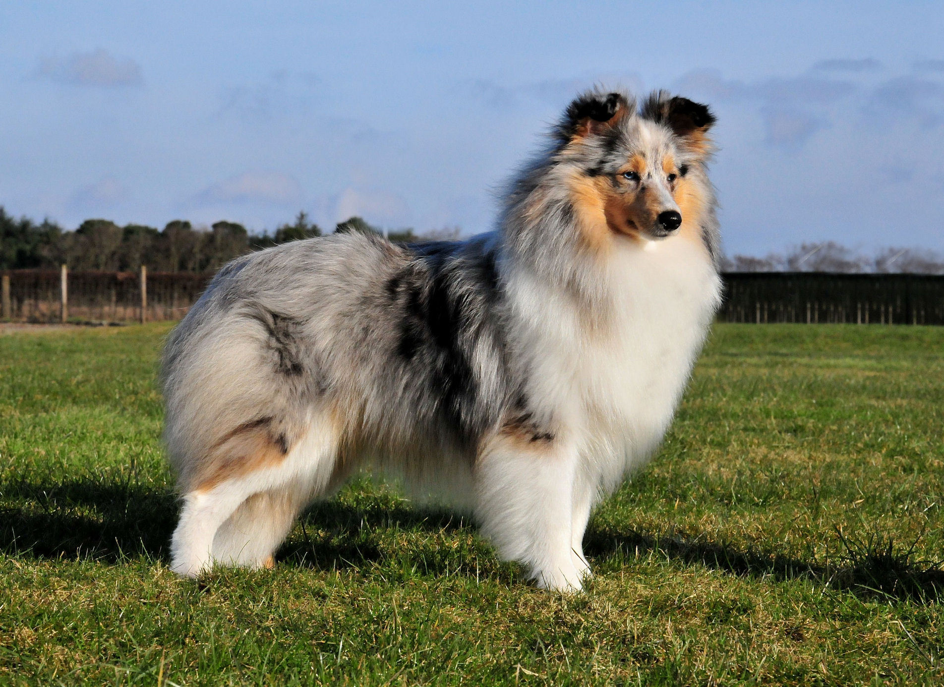 Sheltie Breed Dog Posing Outdoors Wallpaper And Image