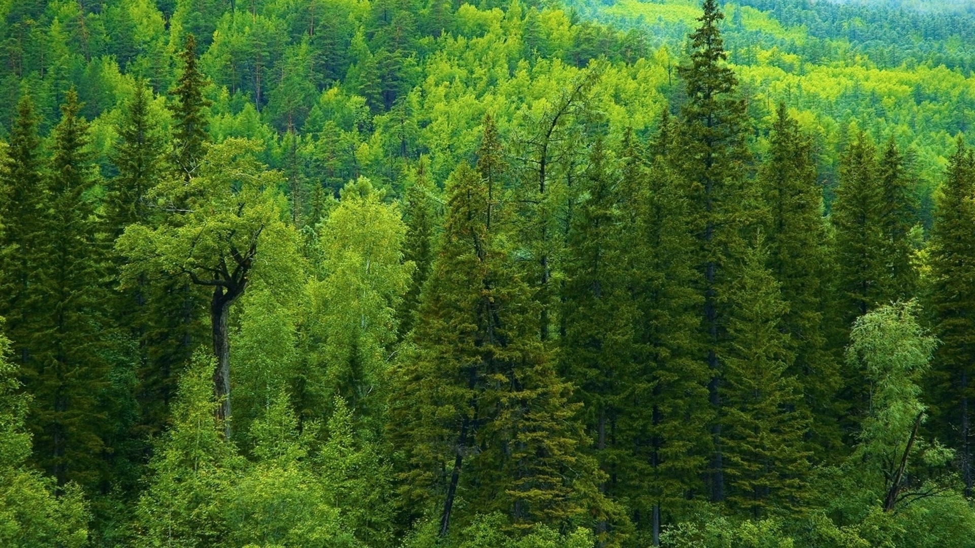 Tree Landscape Mac Wallpaper Background Image Green Season