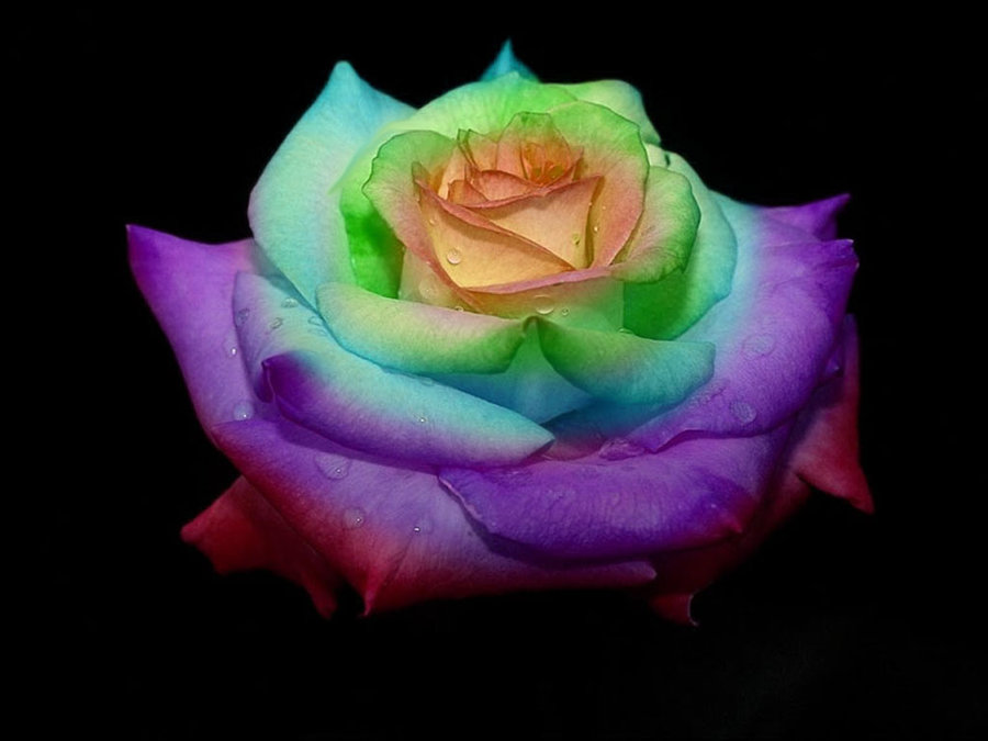  rainbow roses rainbow roses by rainbow rose 4 rainbow rose 4