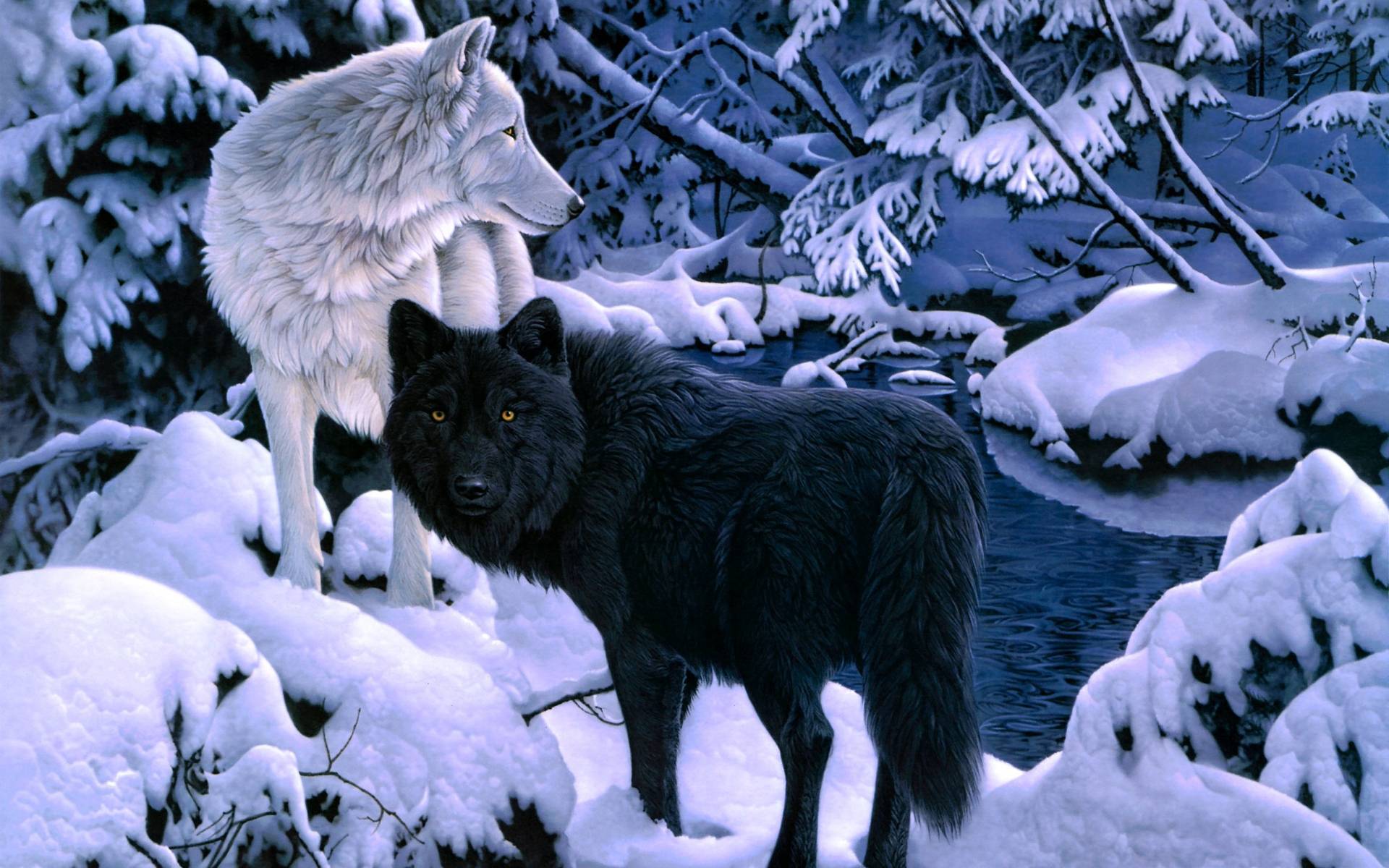 black wolf with yellow eyes wallpaper