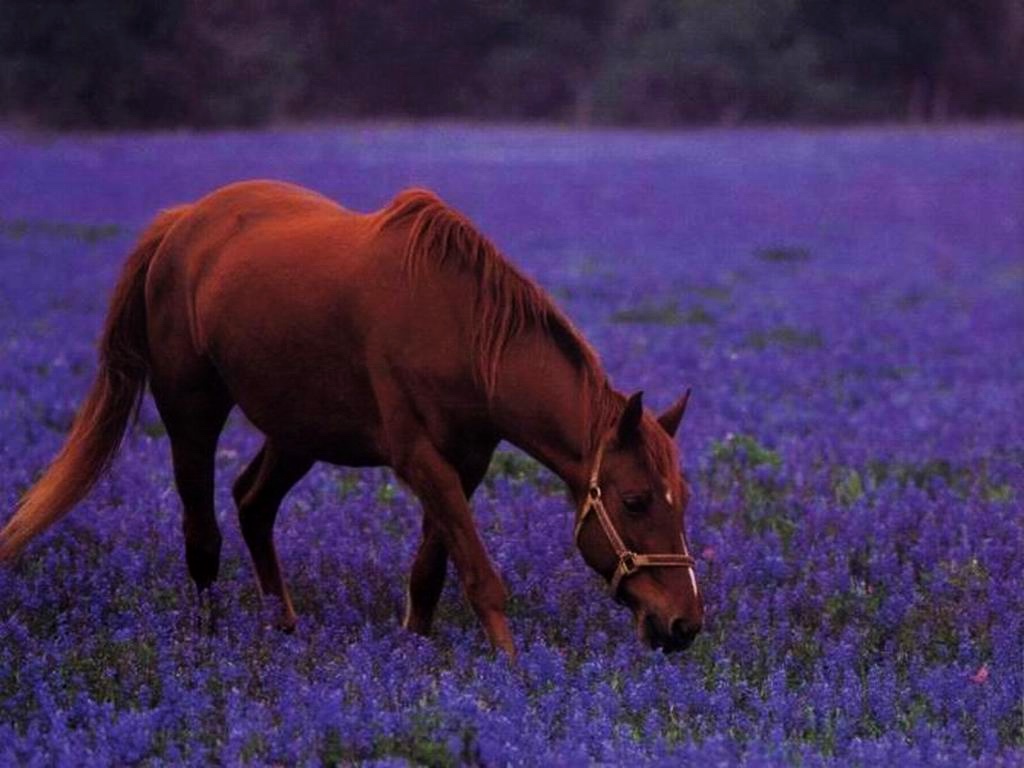 Horse In Purple Flower Field Wallpaper