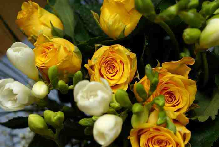 Squidoo The Significance And Meanings Of Different Rose Colours