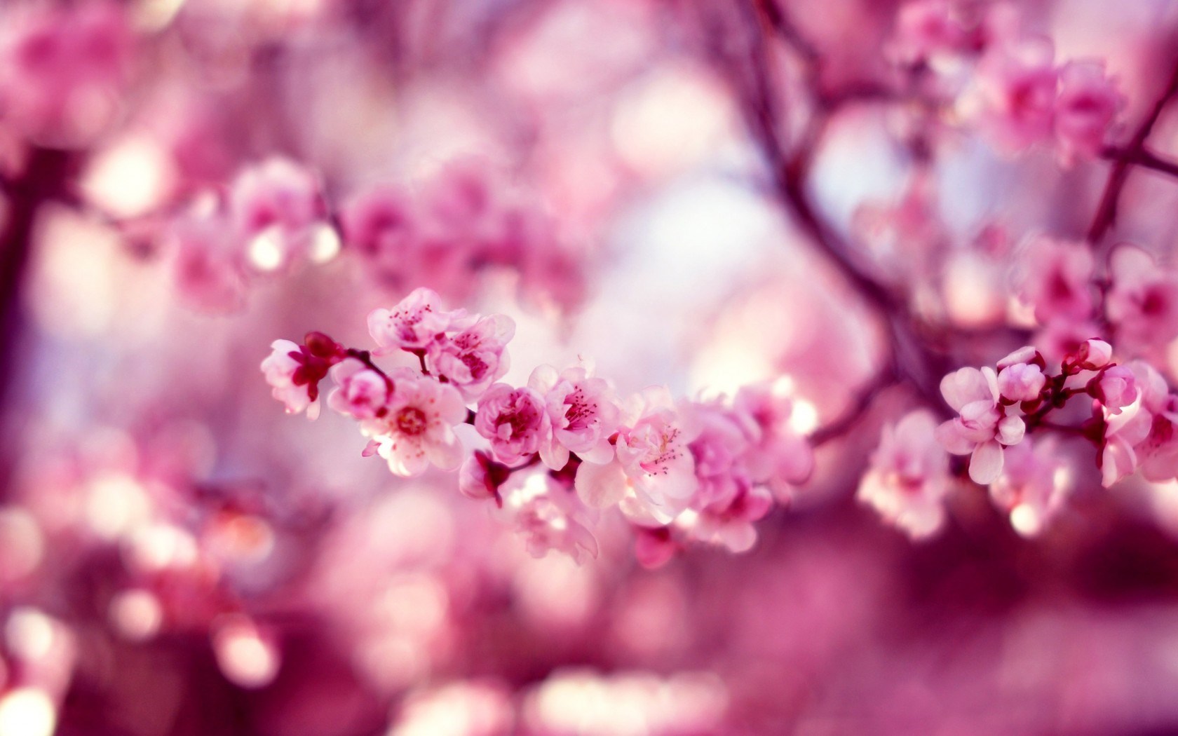 Spring Sakura Cherry Pink Flower Macro Bokeh Photo HD Wallpaper