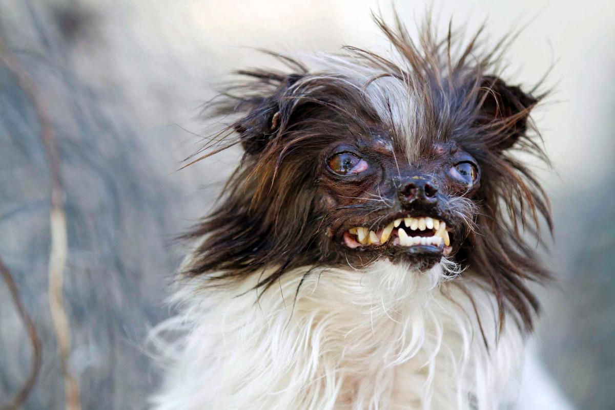 Pictures Of Ugly Dogs High Resolution And Widescreen Wallpaper