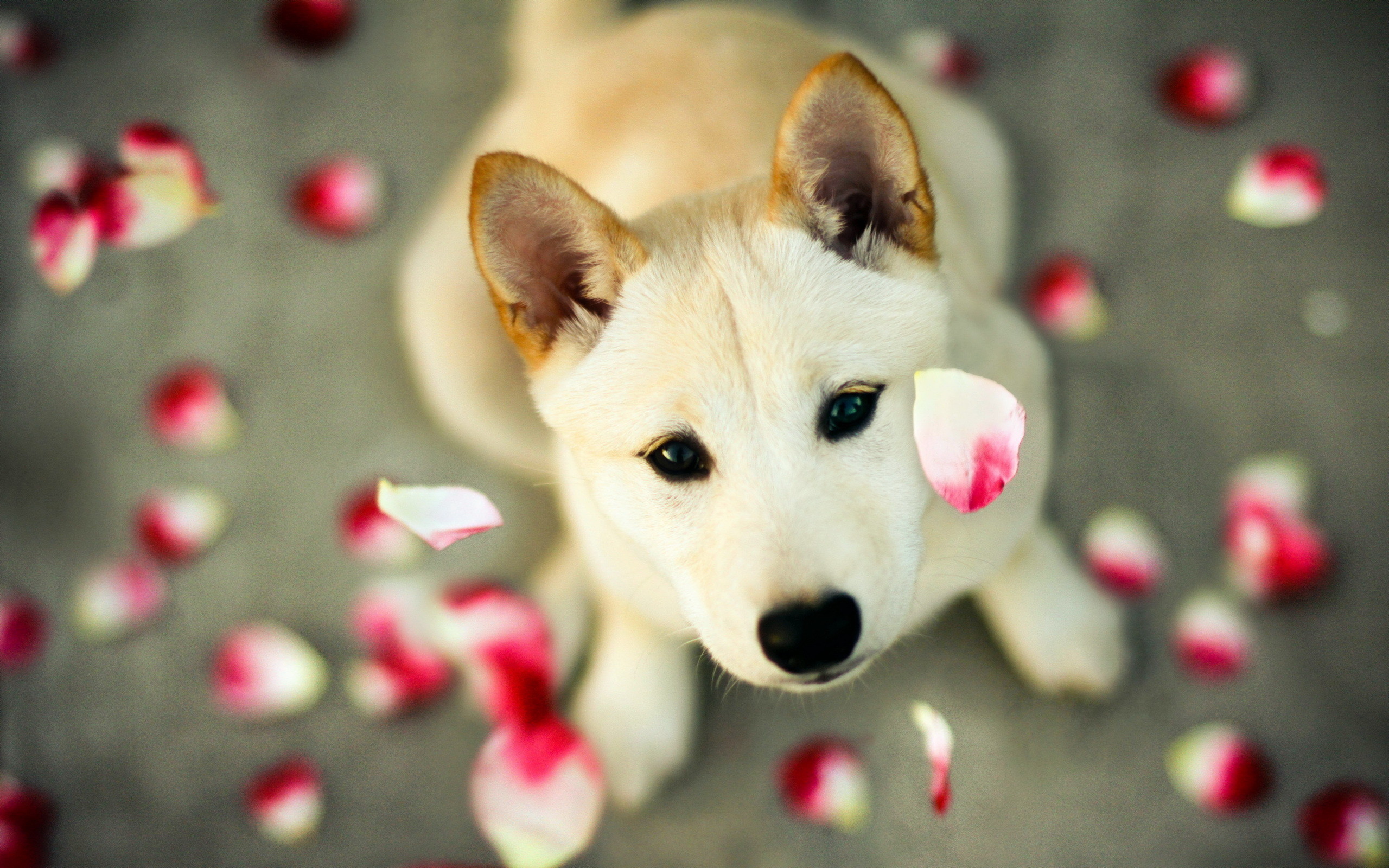 A cute Shiba Inu puppy sits amidst scattered rose petals, looking up at the camera with wide eyes
