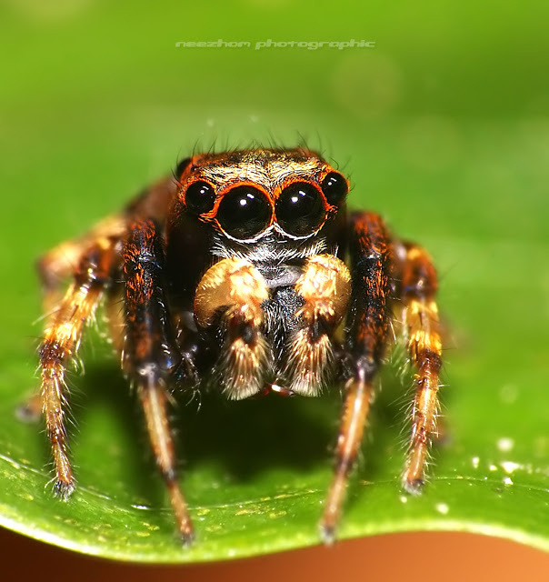 Cute Jumping Spider Wallpaper Macro Portrait