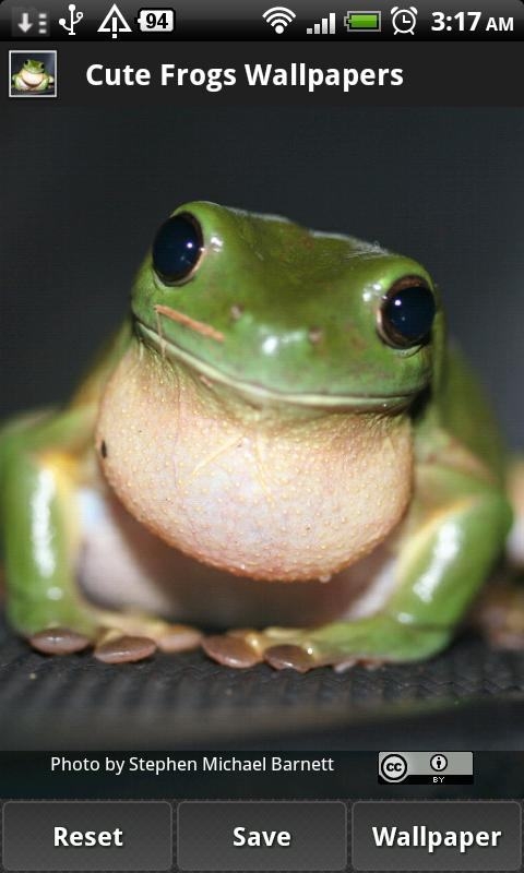 Cute Frog Wallpapers 1 0 HD Wallpapers Backgrounds cute frog 1