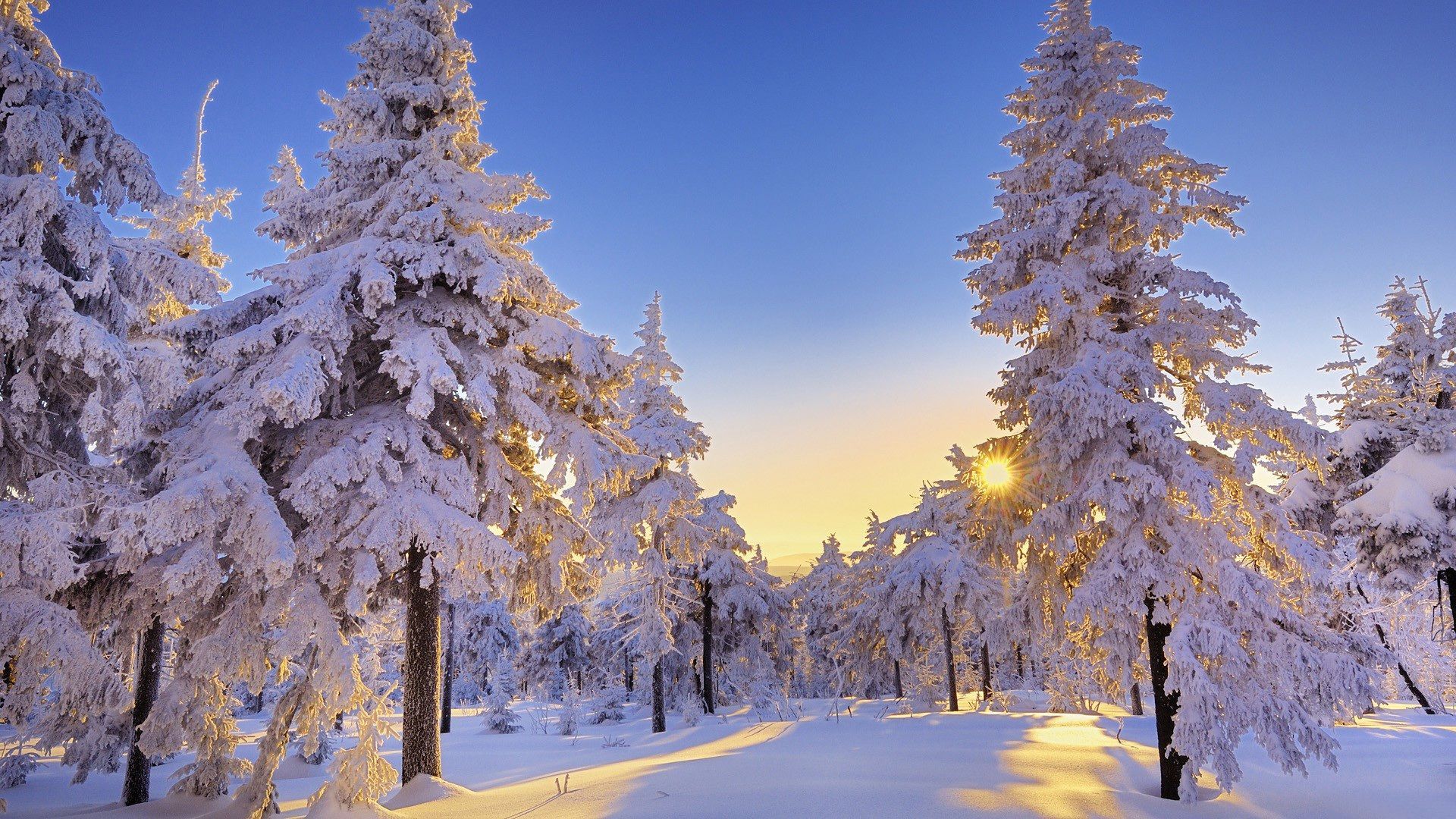 Winter Wallpaper HD