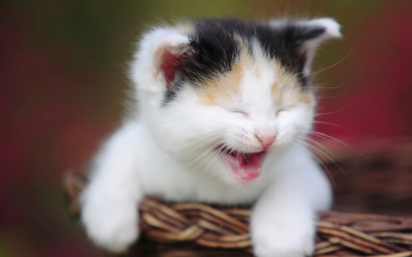 Desktop Wallpaper HD Cat Kitty Animal
