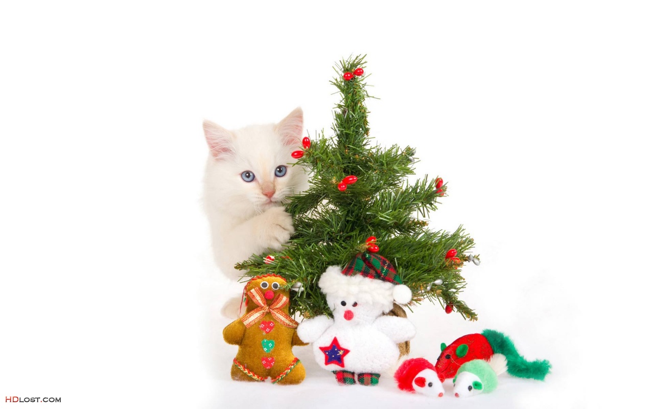 Pictures Christmas Cat Desktop Background Pixel Size