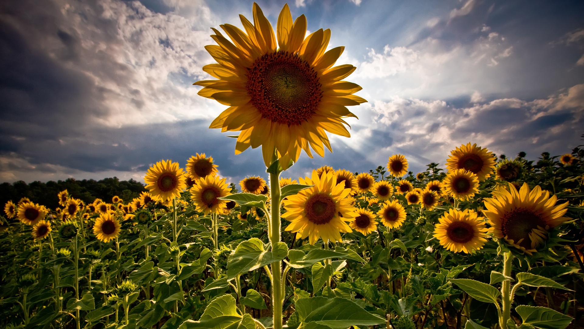 Sunflower Wallpaper Desktop Background In
