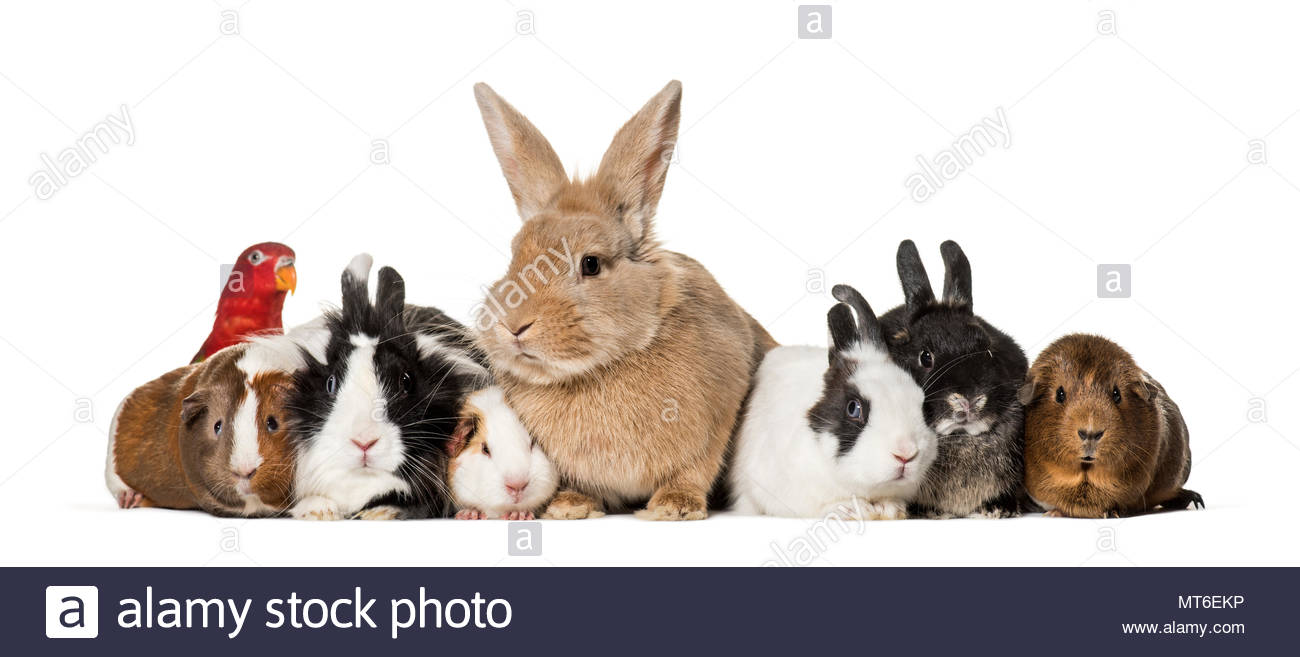 Free download Rabbits Guinea Pigs and chattering lory parrot sitting