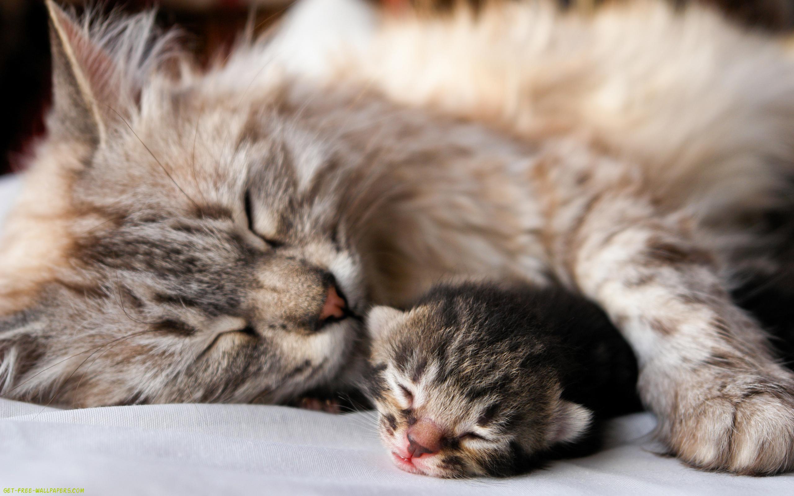 Mama And Cat Ginger Kitten Kittens