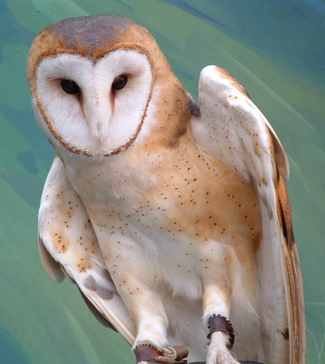 Barn Owl By Ryark