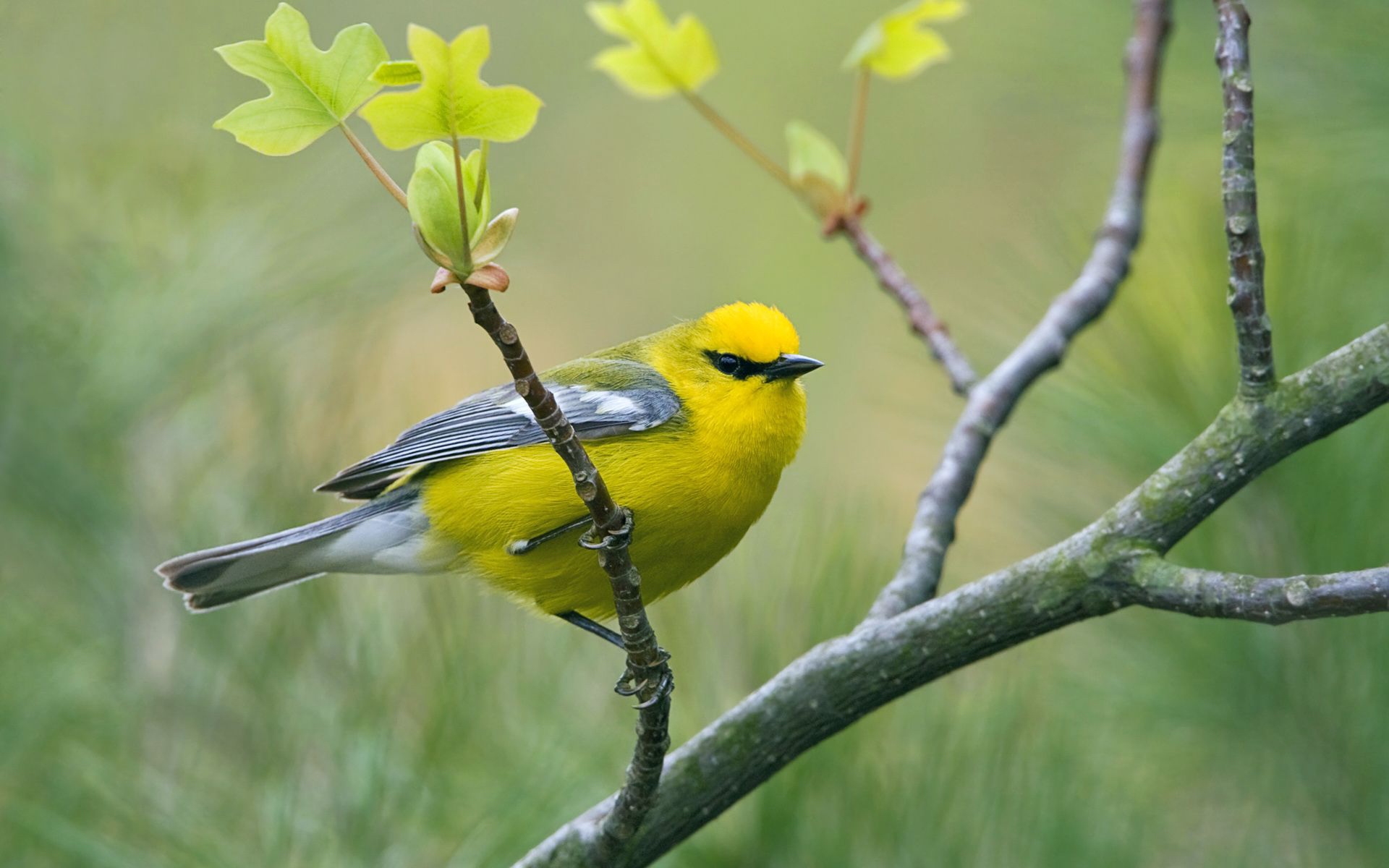 Yellow Bird Wallpaper