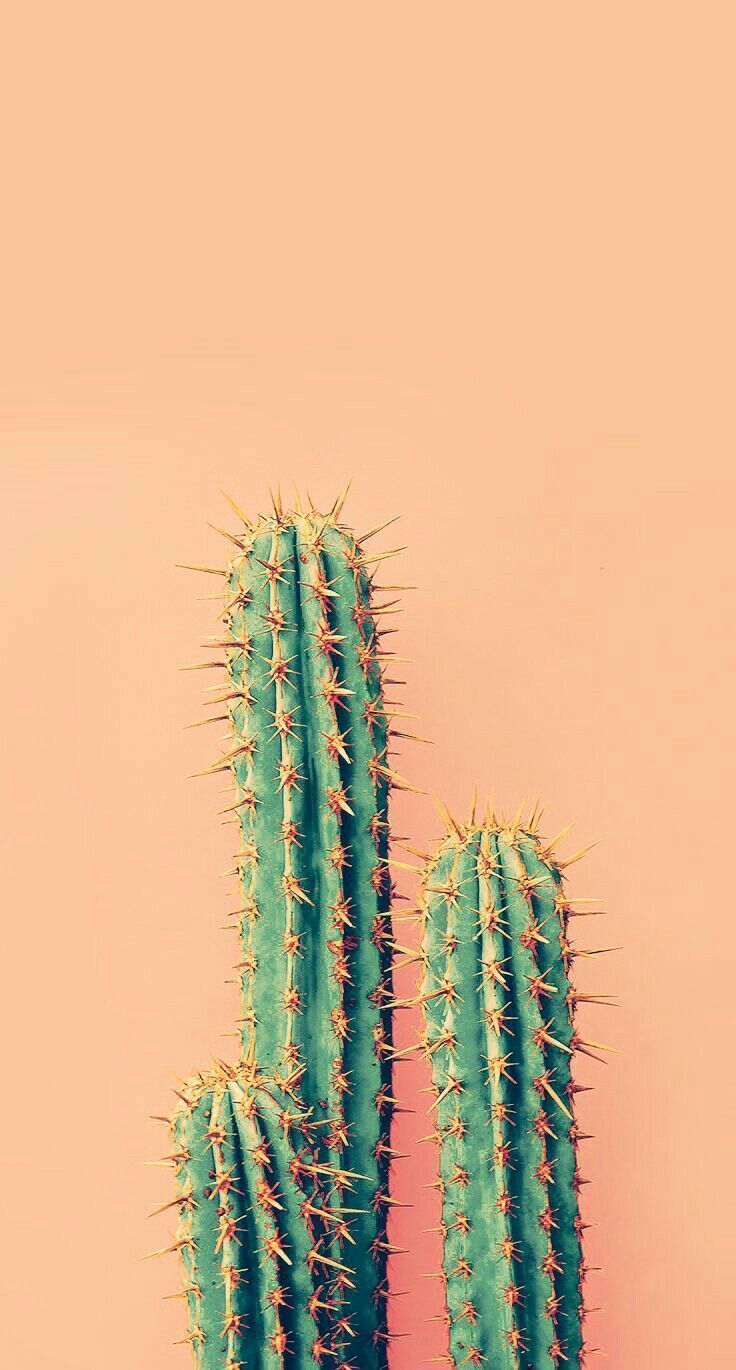 Vegitation