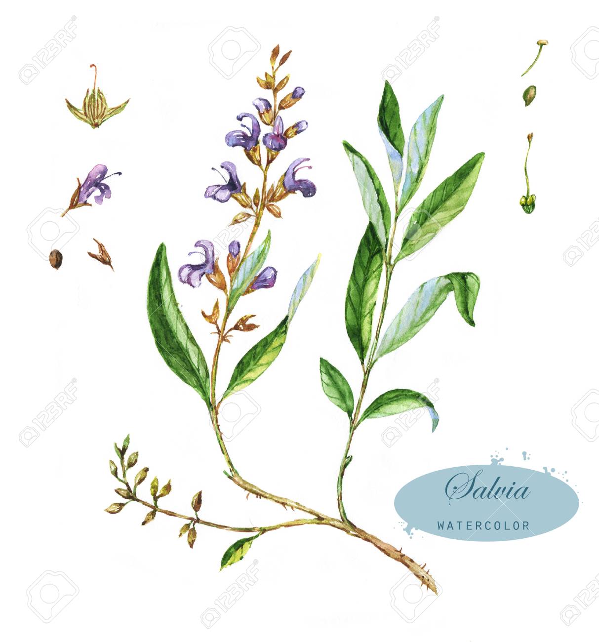 Hand Drawn Watercolor Illustration Of The Salvia Botanical