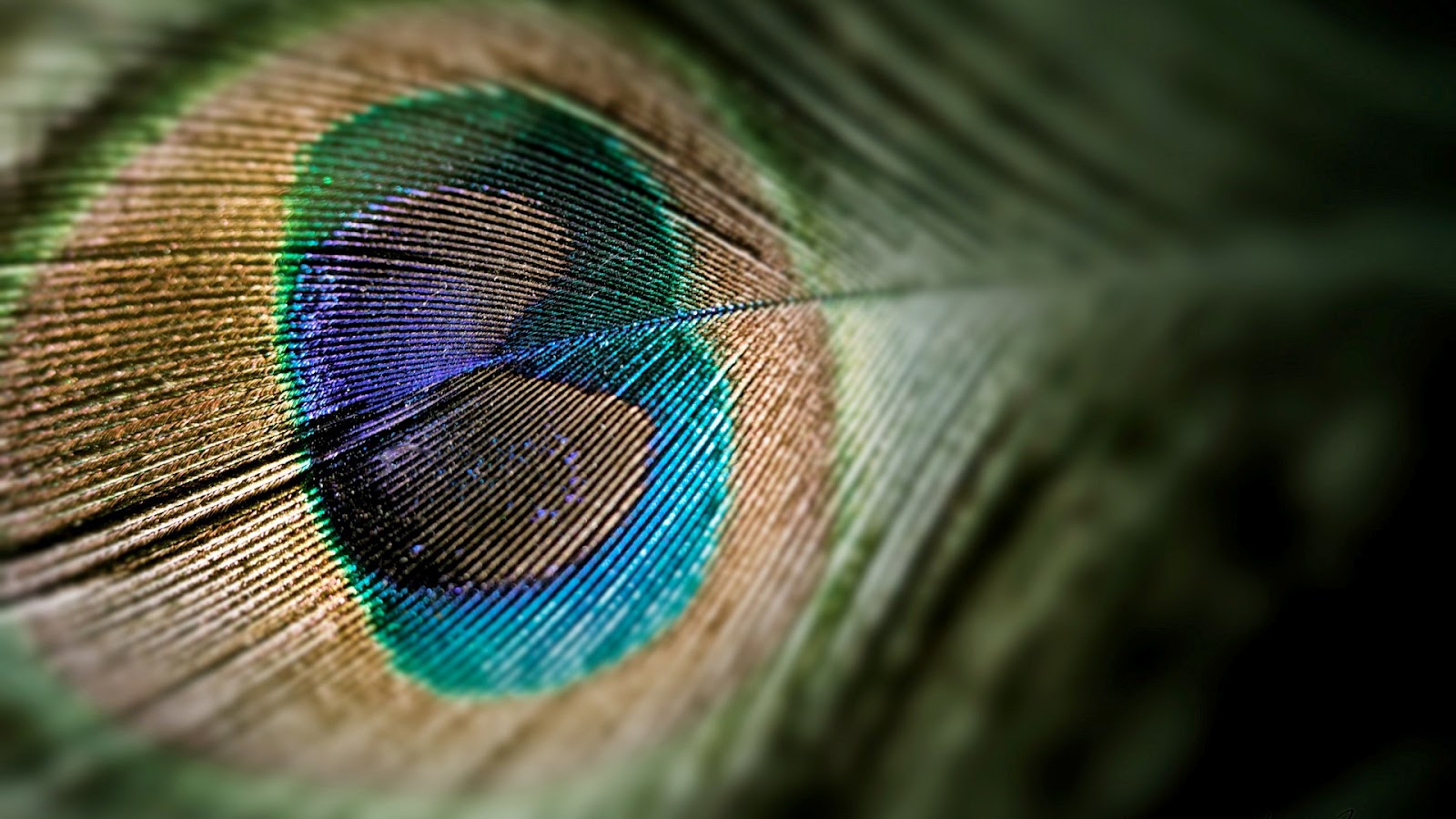 Colorful Peacock Feather HD Tablet Wallpaper