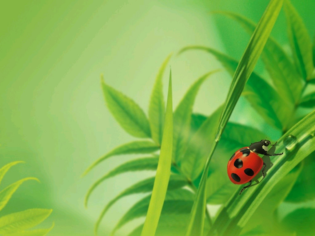 Ladybug Wallpaper HD Background Image Pictures