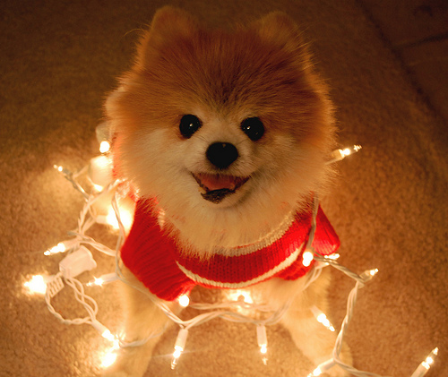 Dog Photos Of Christmas Reflections