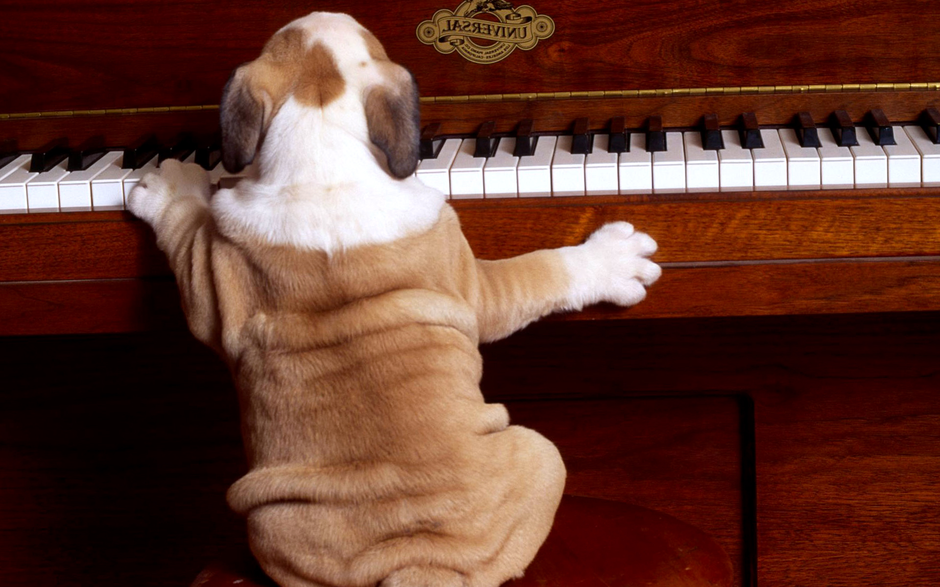 Funny Dog Playing Piano Best Wallpaper HD