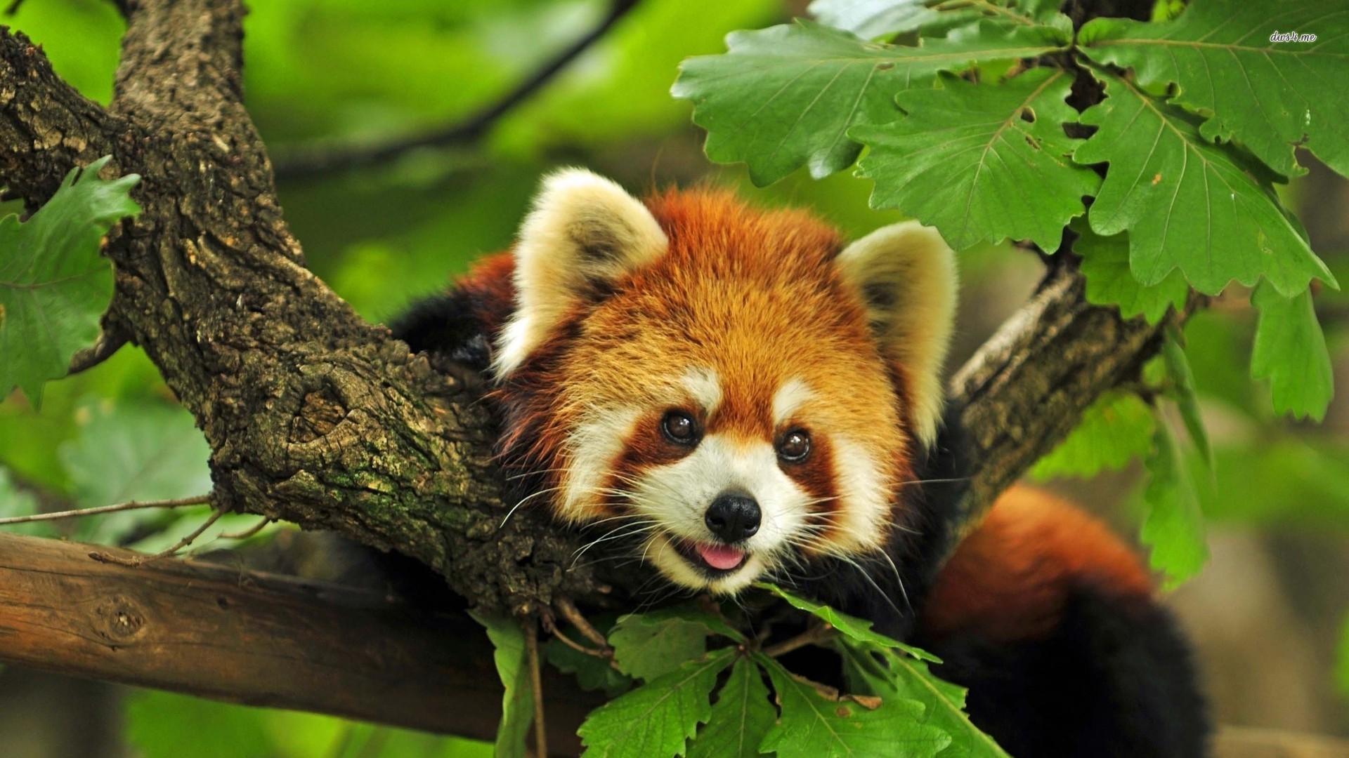 Red Panda Wallpaper Animal