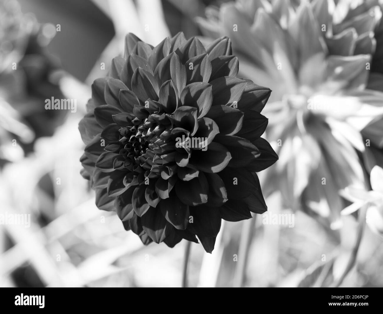 Black And White Of Dark Dahlia Flower In Bloom Red If Colour