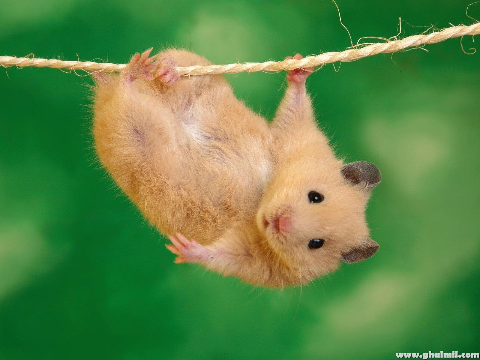 Russian Brown Rat Walking On Rope HD Wallpaper