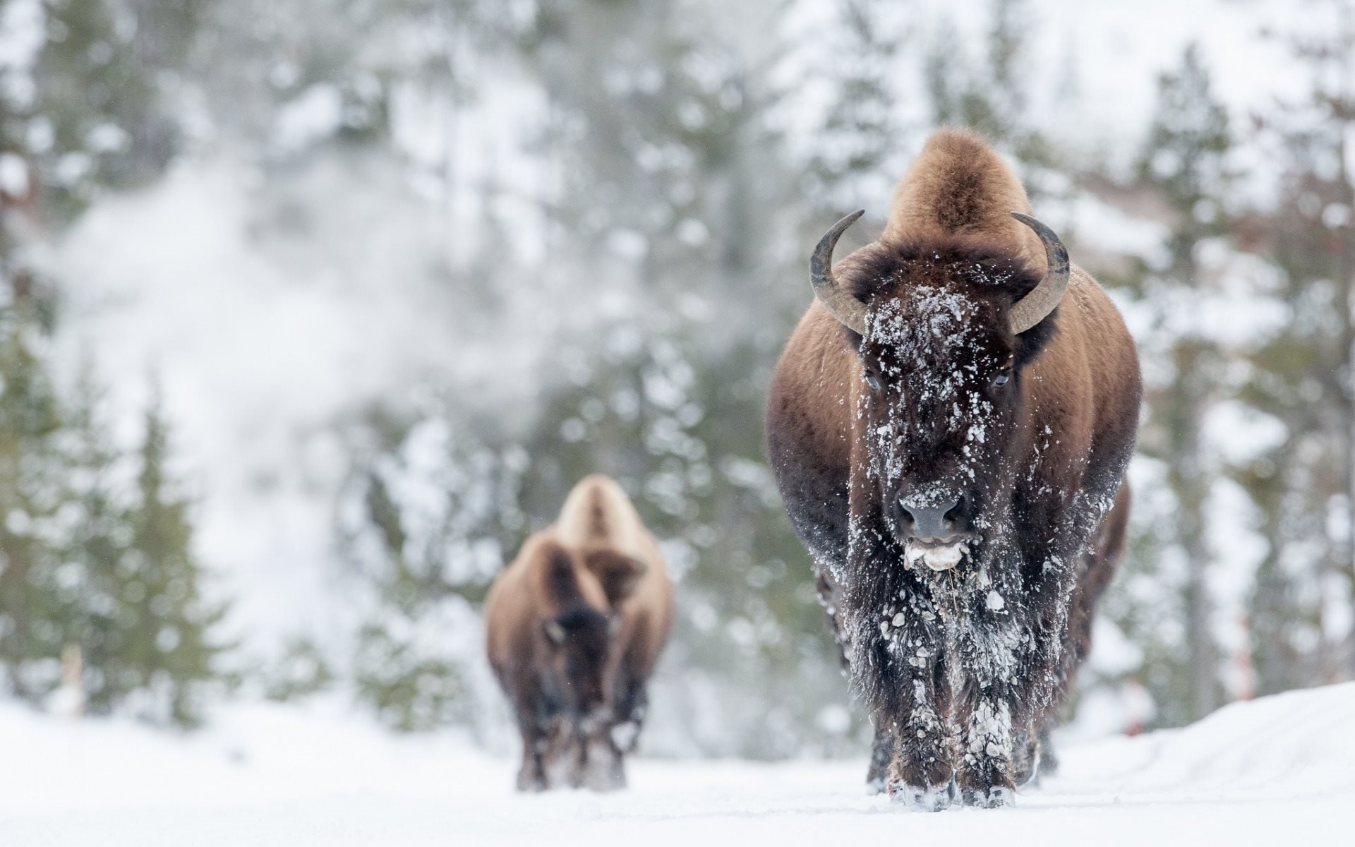 Wallpaper Bison Winter Forest Snow Wildlife For