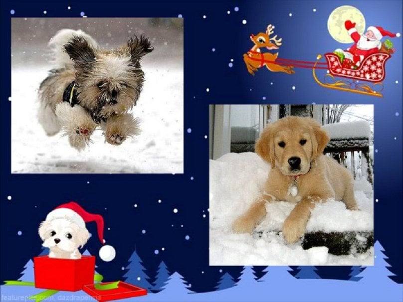 Winter Dogs Wallpaper