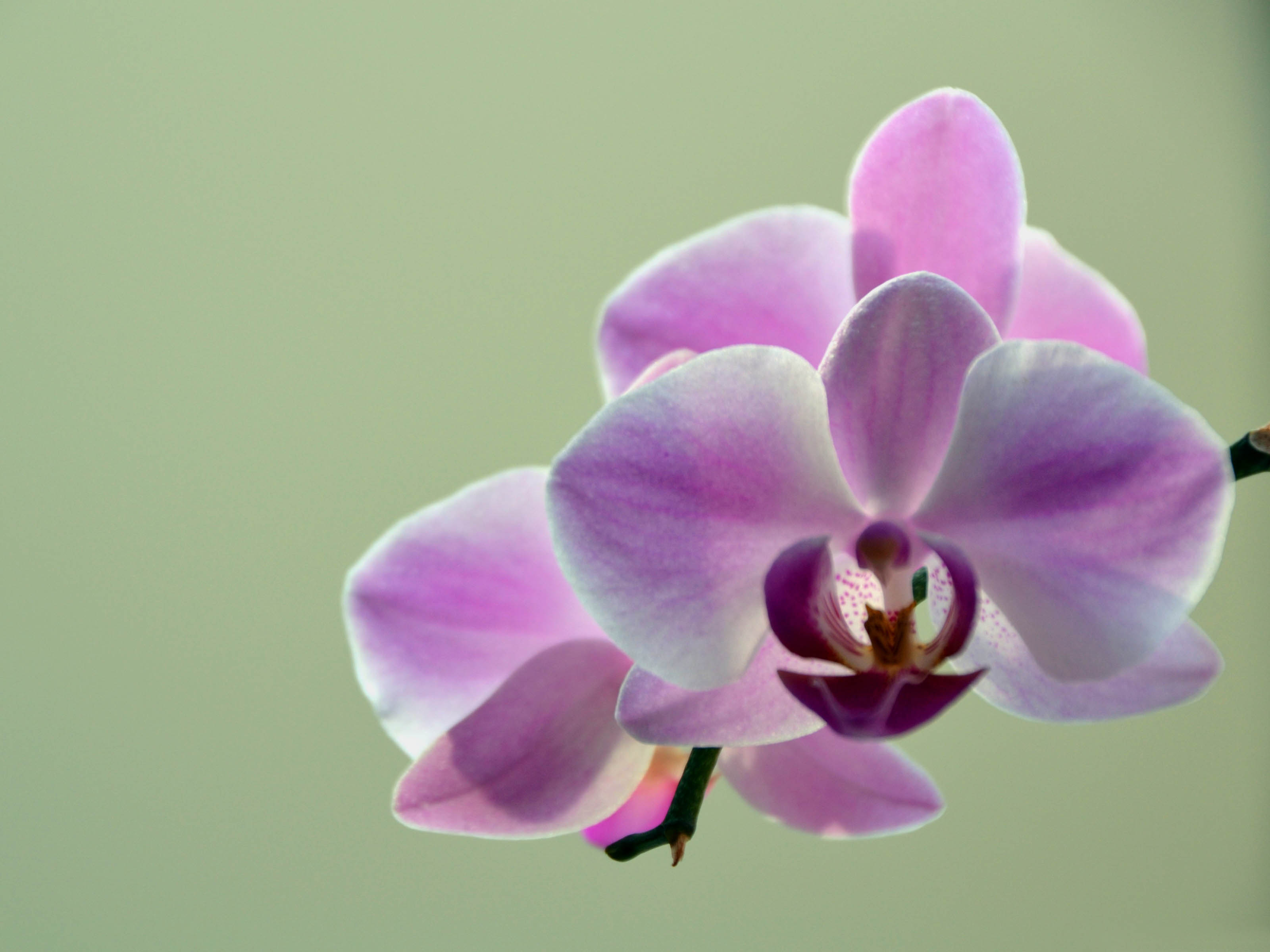 Elegant Colour Orchid Flower HD Wallpaper Flowers