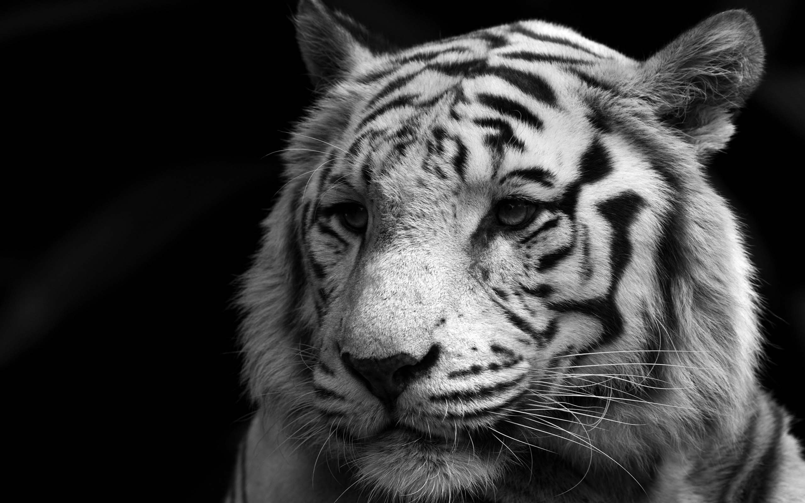 beautiful white tiger wallpapers dowload desktop beautiful white tiger 2560x1600
