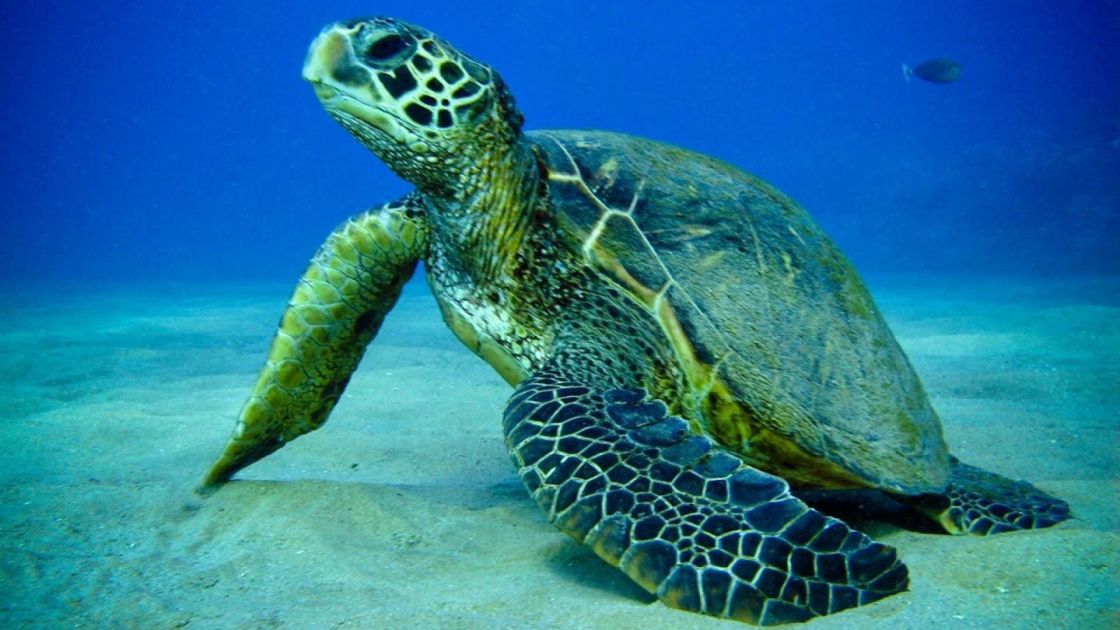 Beautiful Wallpaper Turtle Hd