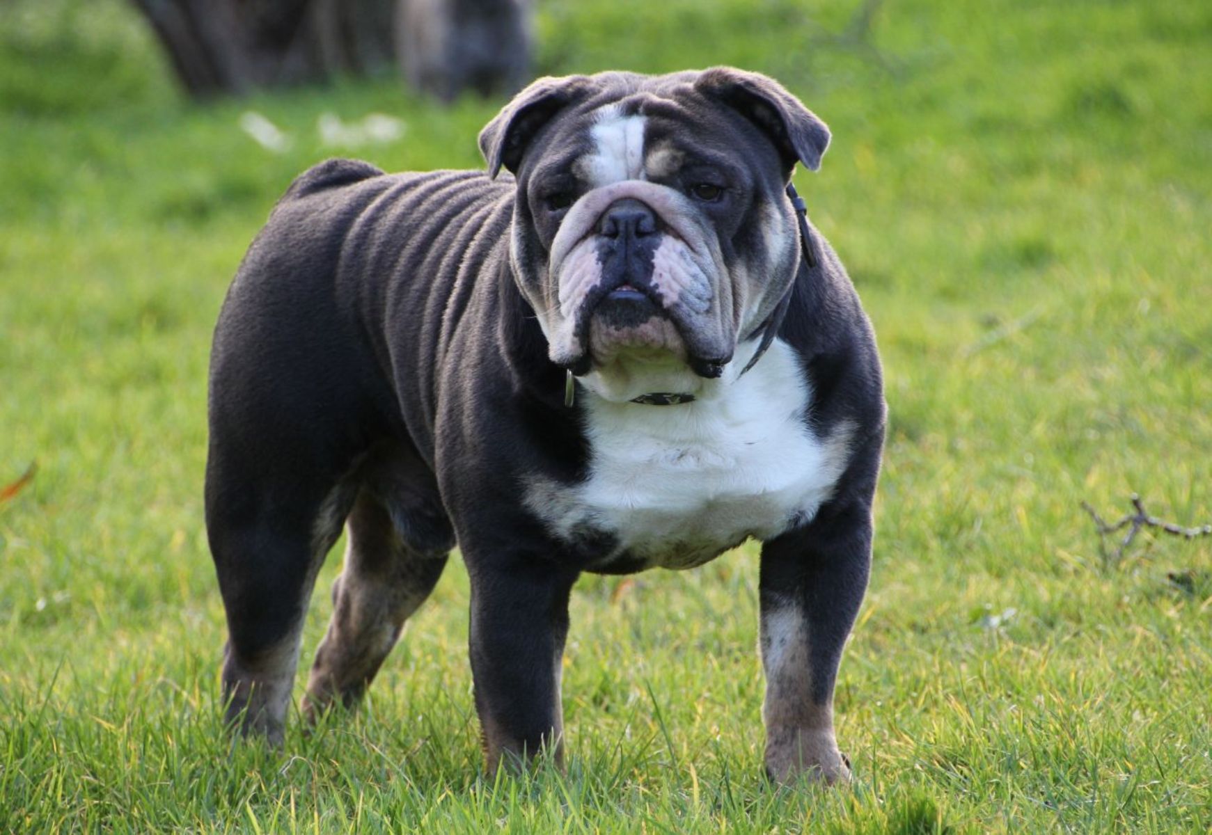 Other Names For This Breed Bulldog English British